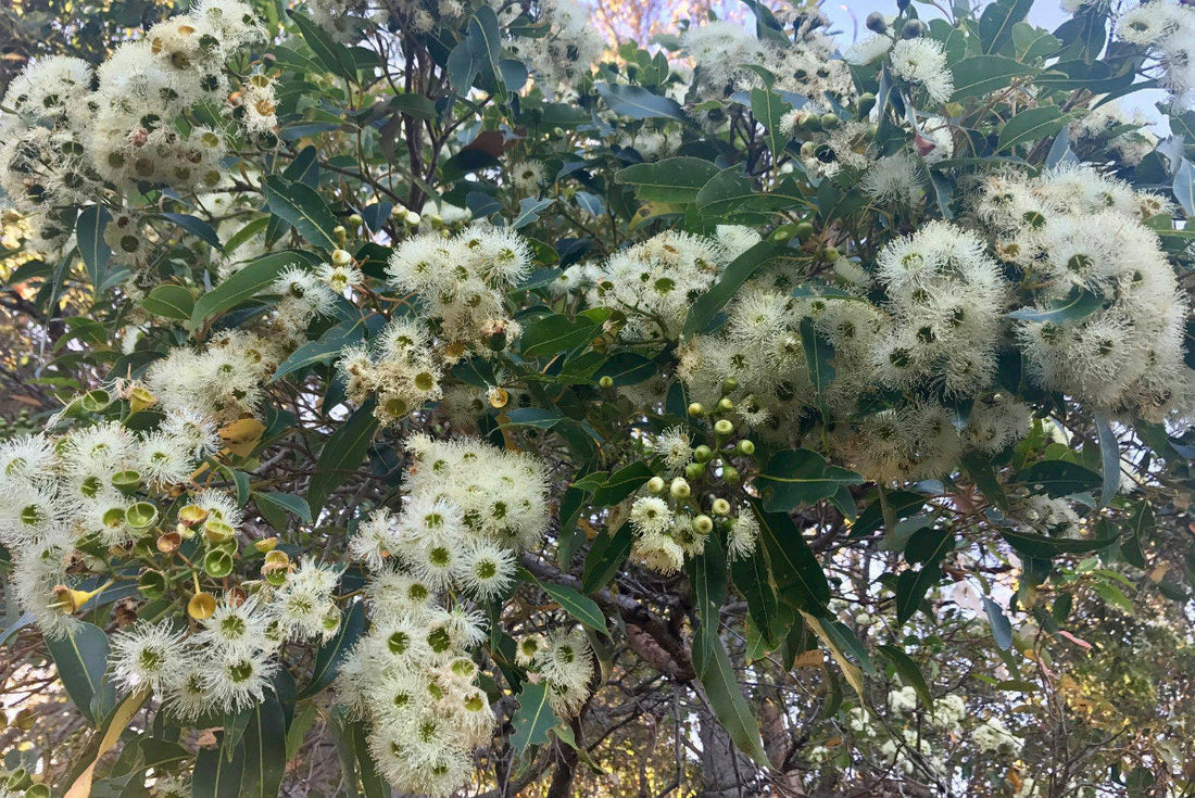 Innovation – Harnessing the wisdom of the indigenous seasons