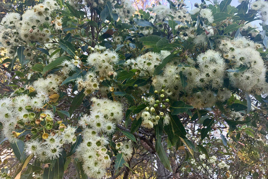 Innovation – Harnessing the wisdom of the indigenous seasons