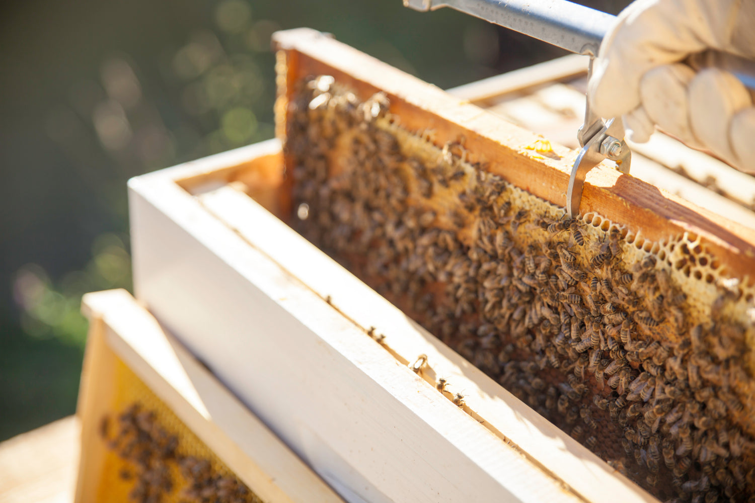 Hive inspection with a frame full of bees and honeycomb.